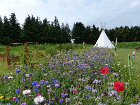 Le Labyrinthe de Pont-aven et sa ferme parc de loisirs nature finistère aménagement jachère fleurie le potager pédagogique