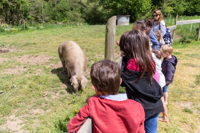 la ferme pédagogique les cochons parc de loisirs et aire de jeux finistère la ferme avec enclos ouverts