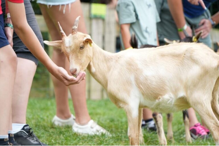 Visite guidée de notre ferme pédagogique : l'Atelier lacté