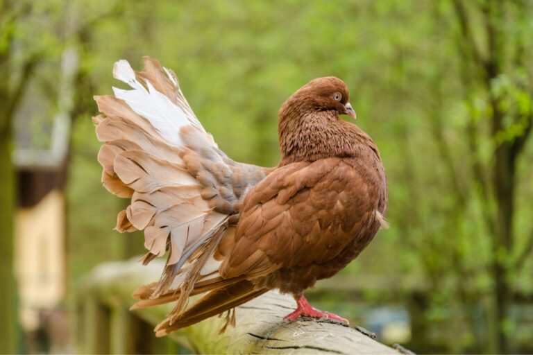 Explorez la volière de l'Aven Parc, peuplée de races de poules originales