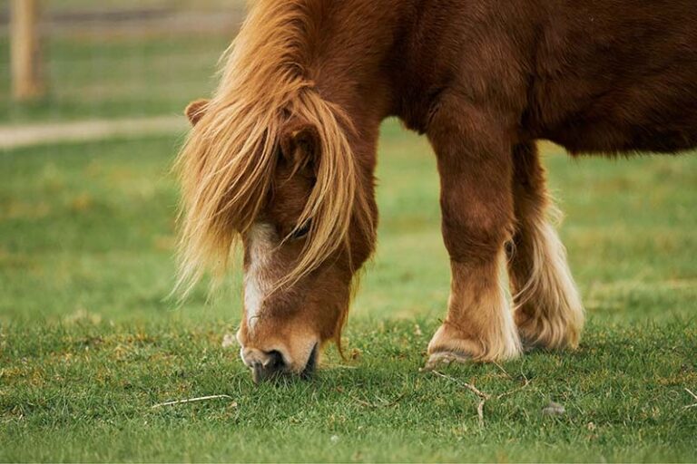 Balade en poney à ferme des p'tits curieux