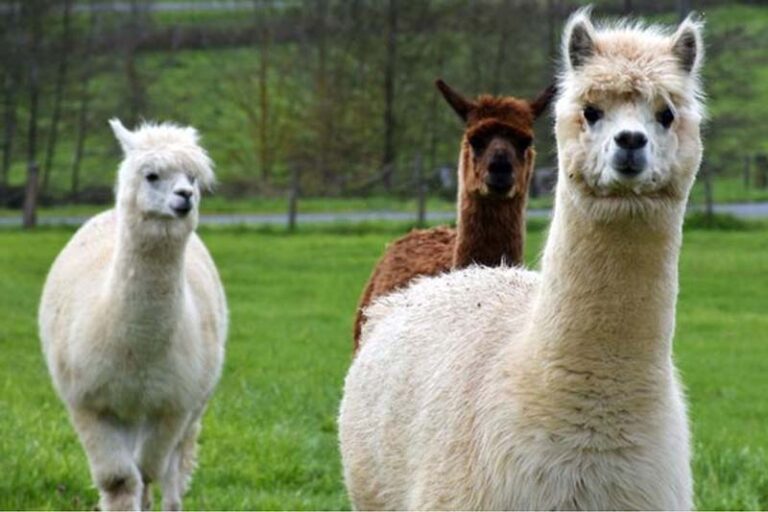 Ferme pédagogique les p'tits curieux de l'Aven Parc