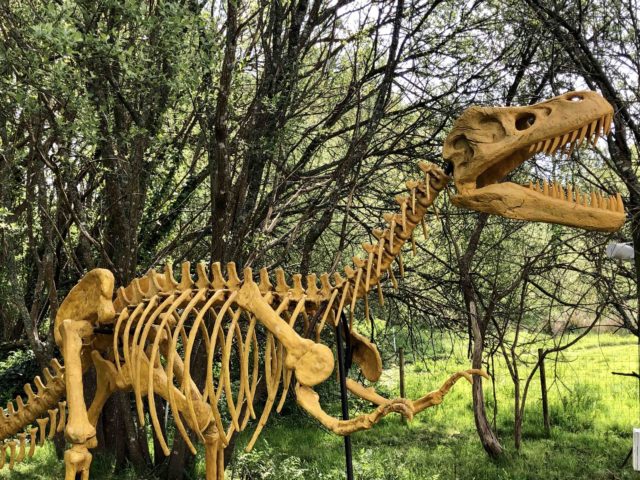 Dino squelette