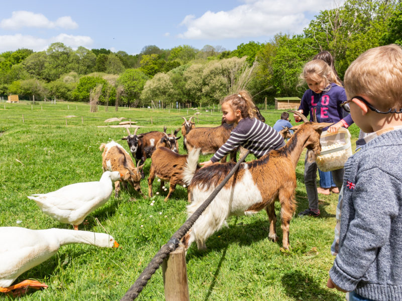 nourrissage des animaux la ferme avec enclos ouverts ateliers pédagogiques parc de loisirs pont aven