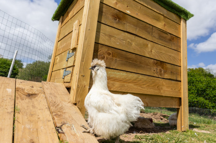 poule soie la ferme avec enclos ouverts ateliers pédagogiques parc de loisirs pont aven